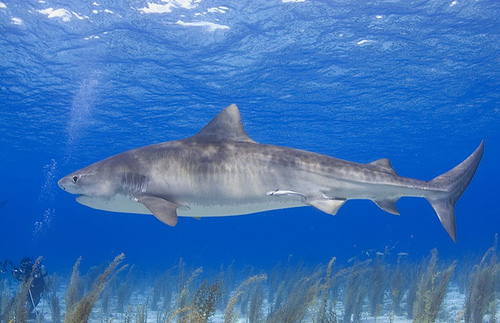 Recently a lot of attention has been on shark conservation in the Bahamas 